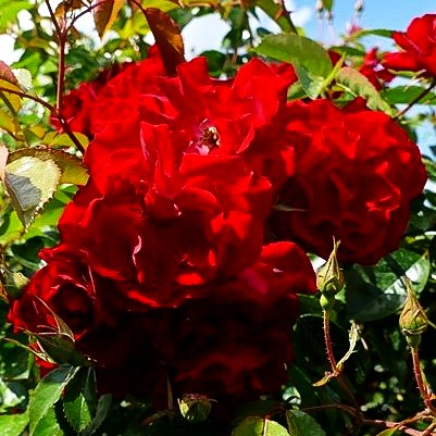 Bodendeckerrose 'Heidefeuer' (Rosa BDR IV)