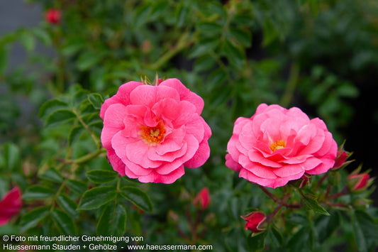 Bodendeckerrose 'Heidetraum' (Rosa  BDR IV)