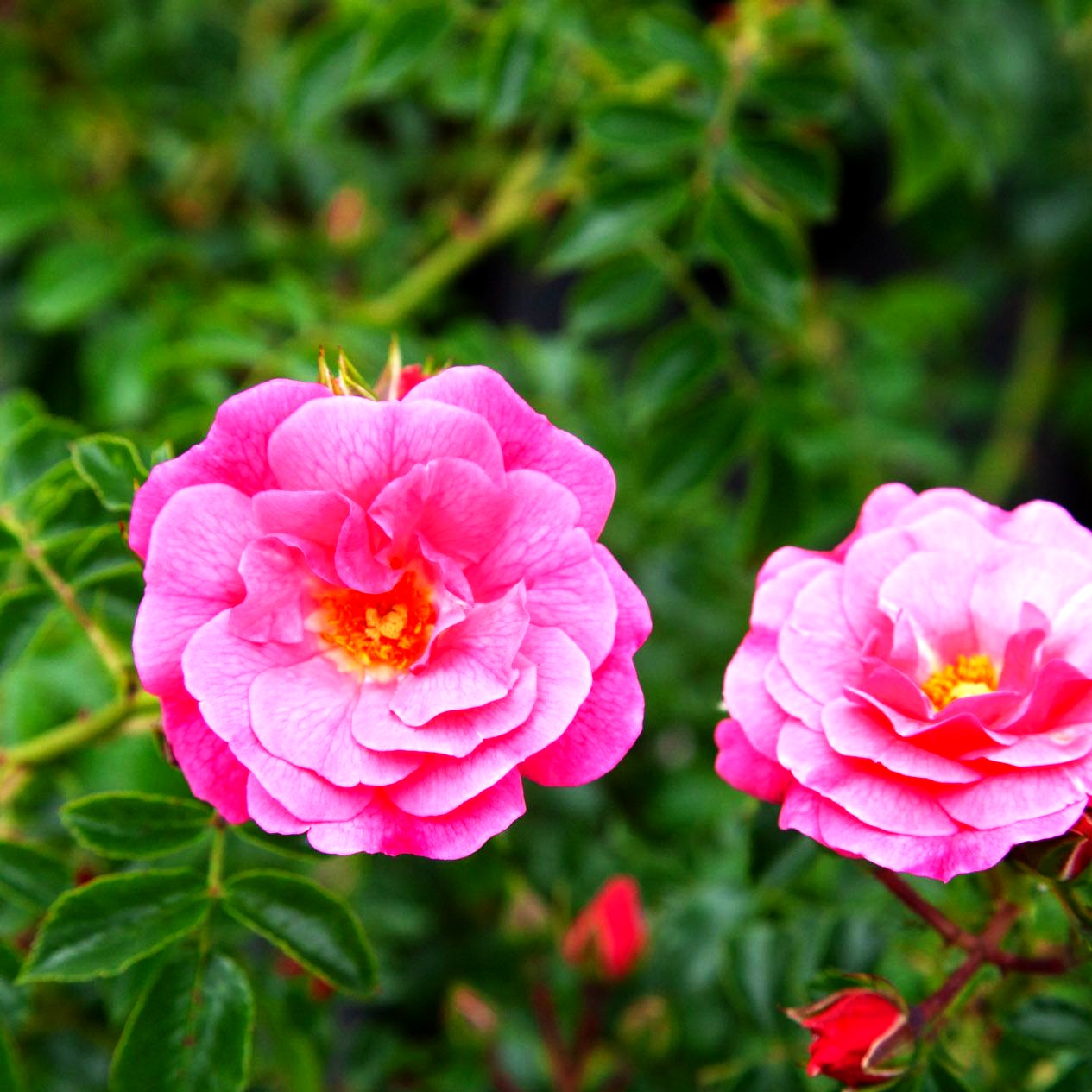 Bodendeckerrose 'Heidetraum' (Rosa BDR IV)