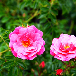 Bodendeckerrose 'Heidetraum' (Rosa BDR IV)