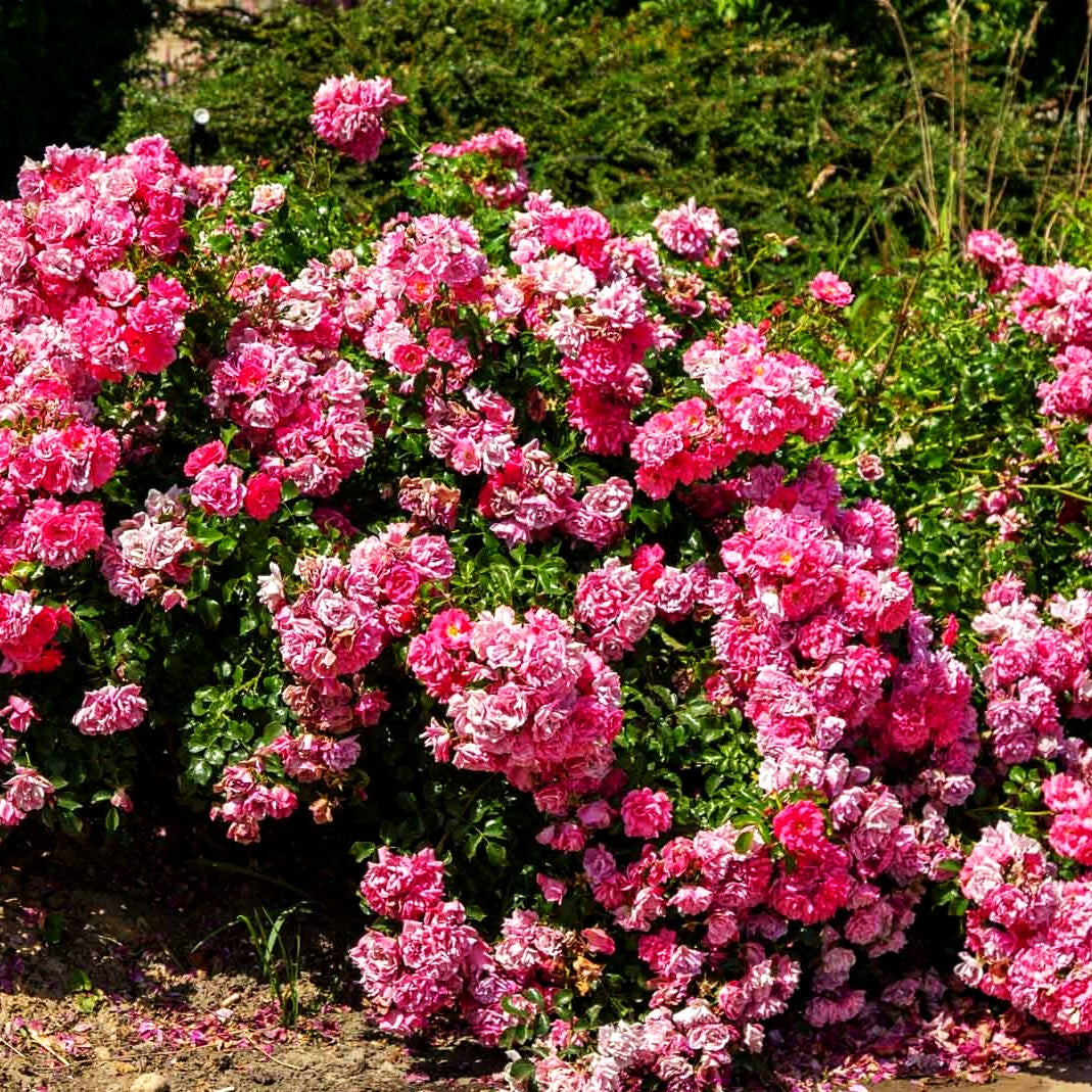 Bodendeckerrose 'Heidetraum' (Rosa BDR IV)