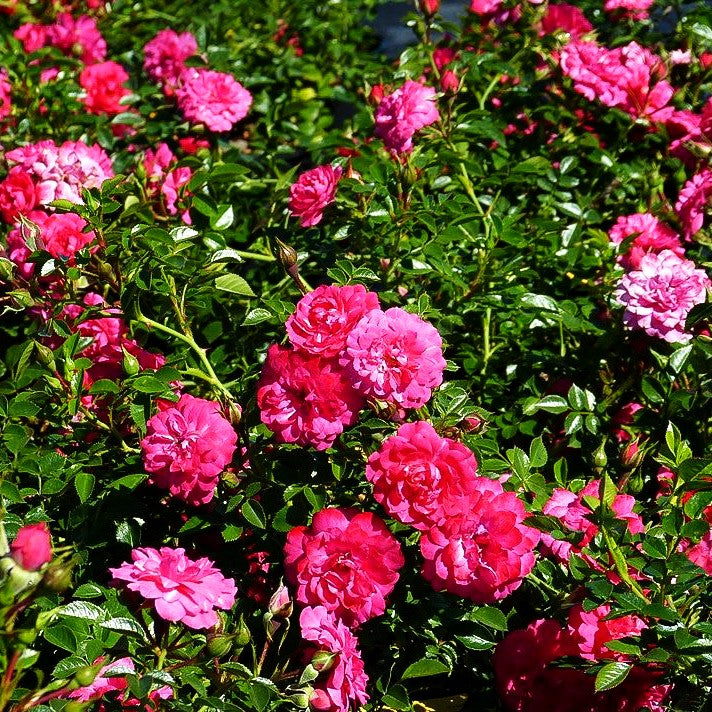 Bodendeckerrose 'Knirps' (Rosa BDR III)