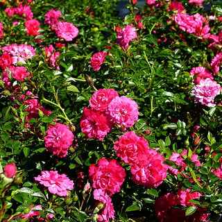 Bodendeckerrose 'Knirps' (Rosa BDR III)