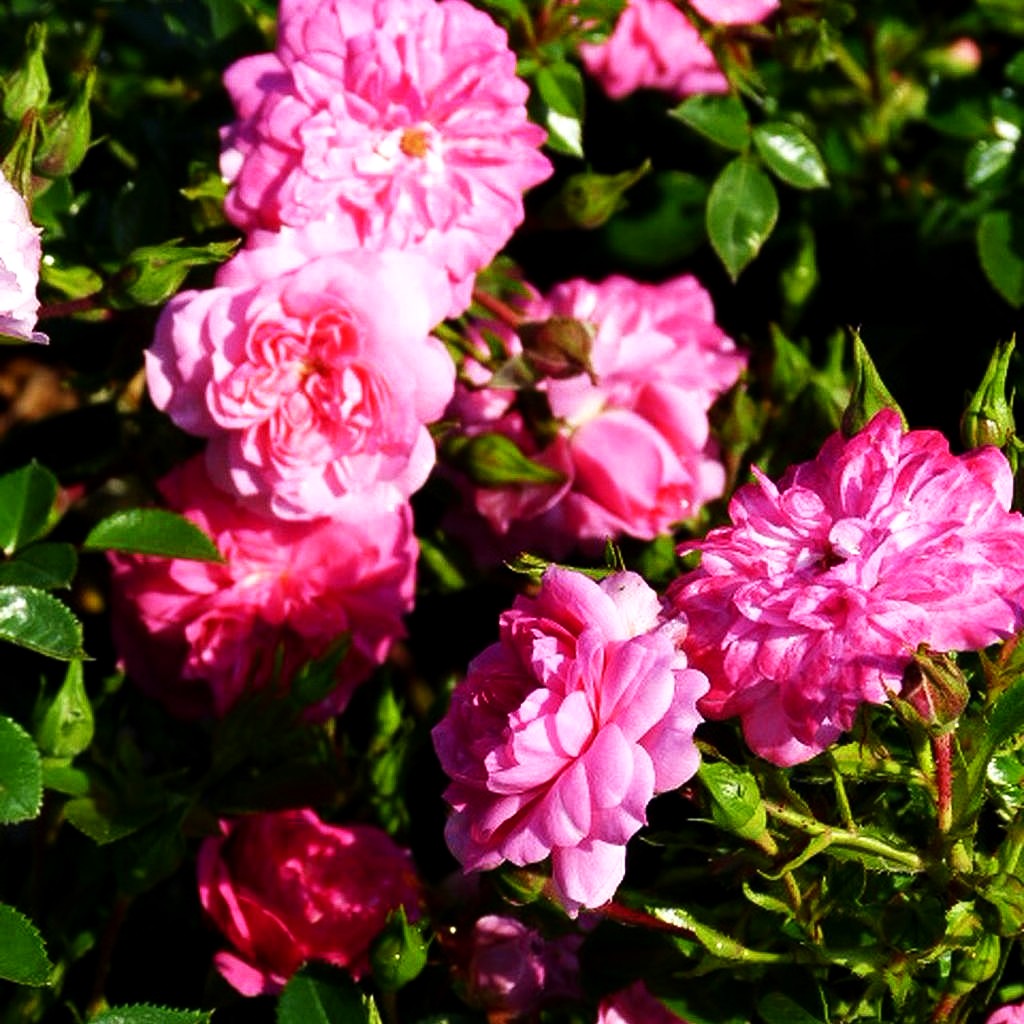 Bodendeckerrose 'Knirps' (Rosa BDR III)