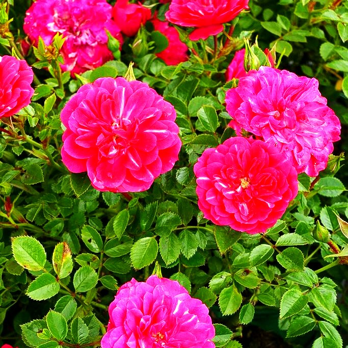 Bodendeckerrose 'Knirps' (Rosa BDR III)