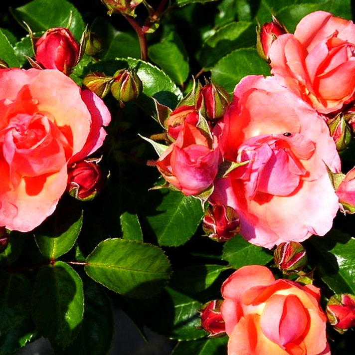 Bodendeckerrose 'Lichtblick' (Rosa BDR IV)