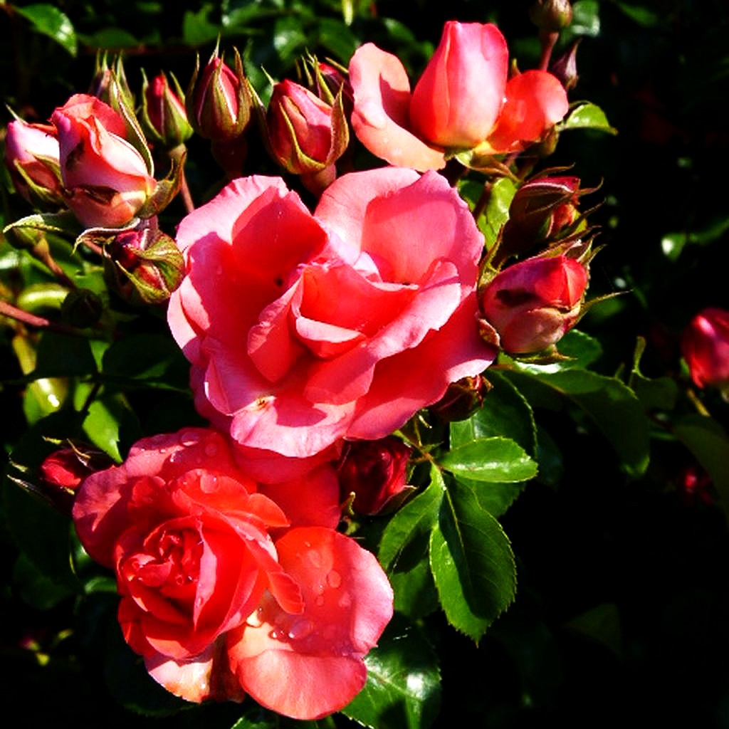 Bodendeckerrose 'Lichtblick' (Rosa BDR IV)