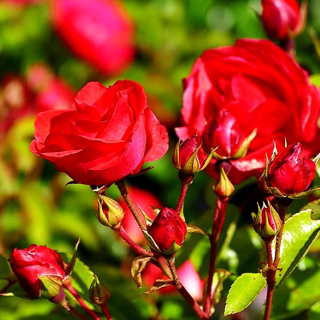 Bodendeckerrose 'Lichtblick' (Rosa BDR IV)