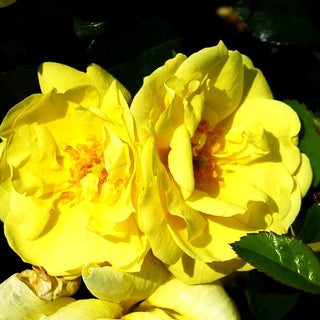 Bodendeckerrose 'Loredo' (Rosa BDR IV)