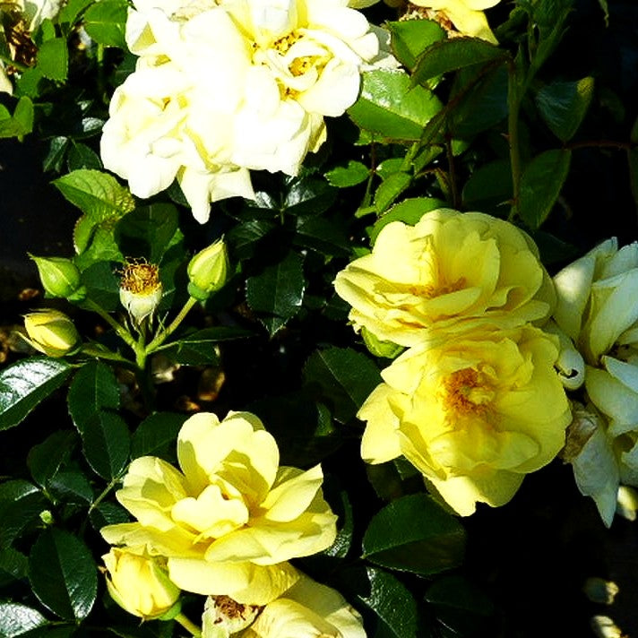 Bodendeckerrose 'Loredo' (Rosa BDR IV)
