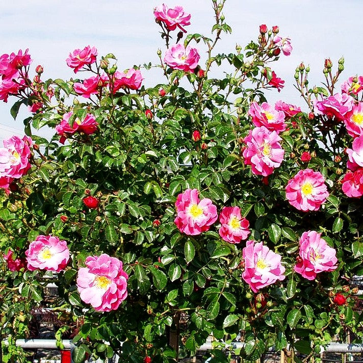 Bodendeckerrose 'Magic Meidiland' (Rosa BDR III)