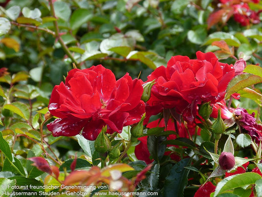 Bodendeckerrose 'Mainaufeuer' (Rosa  BDR III)