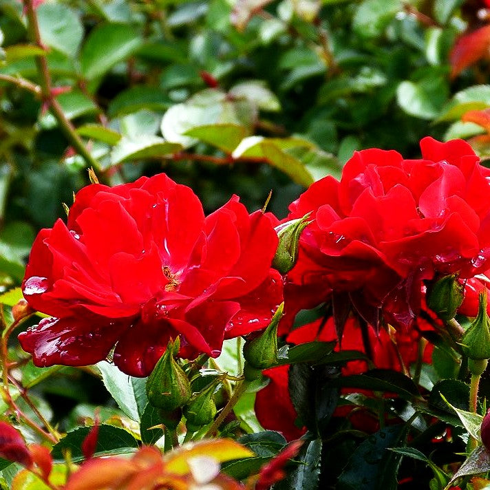 Bodendeckerrose 'Mainaufeuer' (Rosa BDR III)