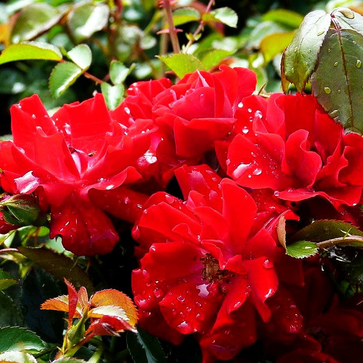 Bodendeckerrose 'Mainaufeuer' (Rosa BDR III)