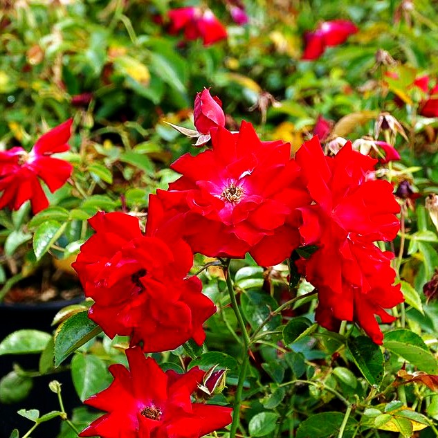 Bodendeckerrose 'Mainaufeuer' (Rosa BDR III)