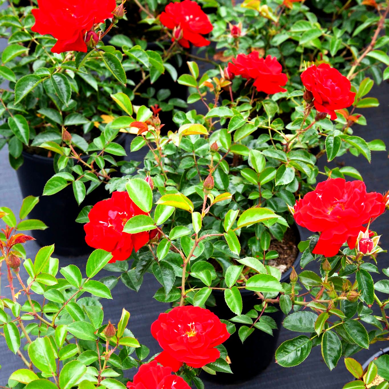 Bodendeckerrose 'Mainaufeuer' (Rosa BDR III)