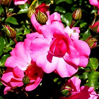 Bodendeckerrose 'Mirato' (Rosa BDR III)