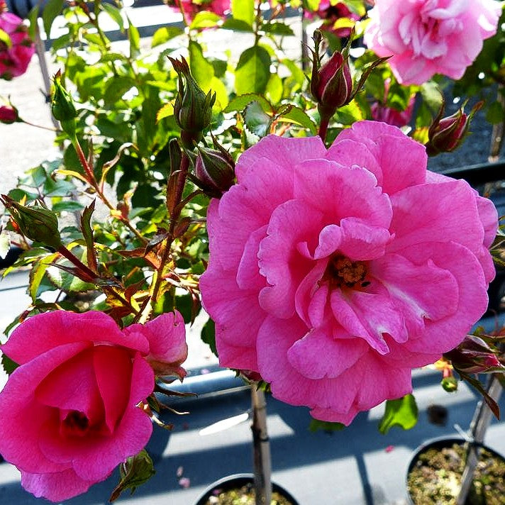 Bodendeckerrose 'Mirato' (Rosa BDR III)