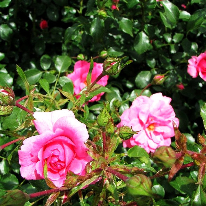 Bodendeckerrose 'Mirato' (Rosa BDR III)