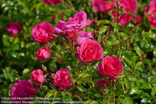 Bodendeckerrose 'Noatraum' (Rosa  BDR IV)