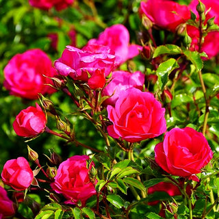 Bodendeckerrose 'Noatraum' (Rosa BDR IV)