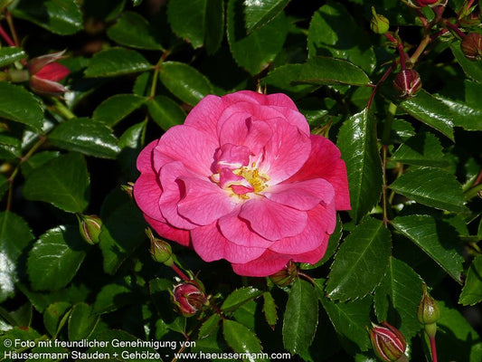 Bodendeckerrose 'Palmengarten Frankfurt'  -R- 'Palmengarten Frankfurt' (Rosa  BDR III)