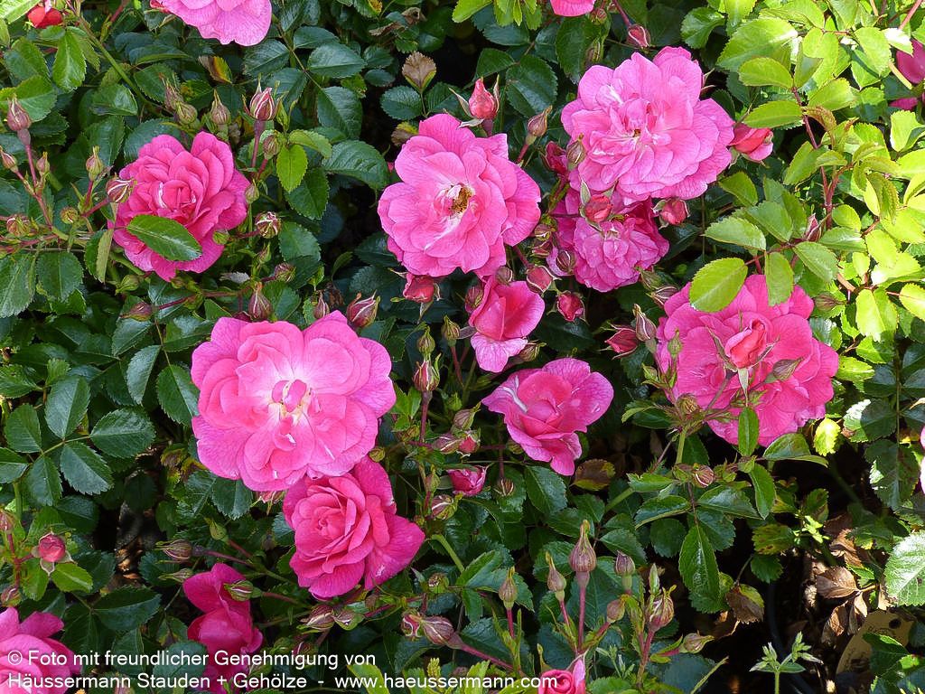 Bodendeckerrose 'Palmengarten Frankfurt'  -R- 'Palmengarten Frankfurt' (Rosa  BDR III)