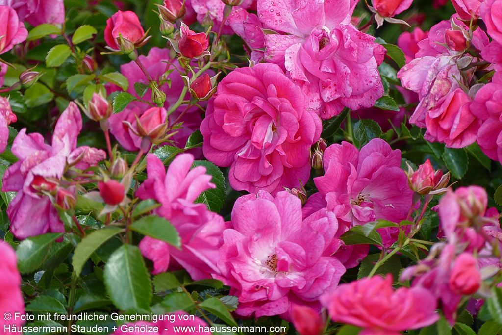 Bodendeckerrose 'Palmengarten Frankfurt'  -R- 'Palmengarten Frankfurt' (Rosa  BDR III)