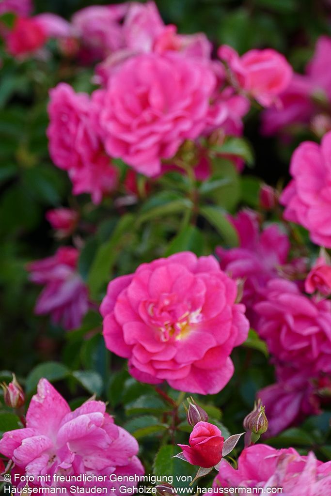 Bodendeckerrose 'Palmengarten Frankfurt'  -R- 'Palmengarten Frankfurt' (Rosa  BDR III)