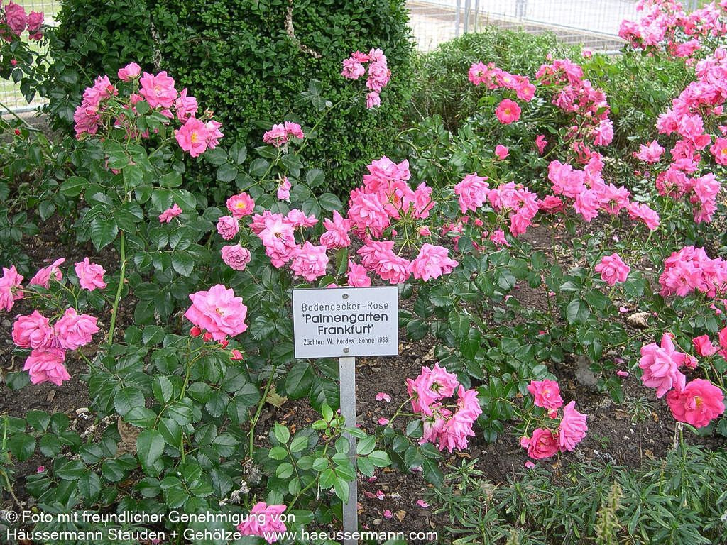 Bodendeckerrose 'Palmengarten Frankfurt'  -R- 'Palmengarten Frankfurt' (Rosa  BDR III)
