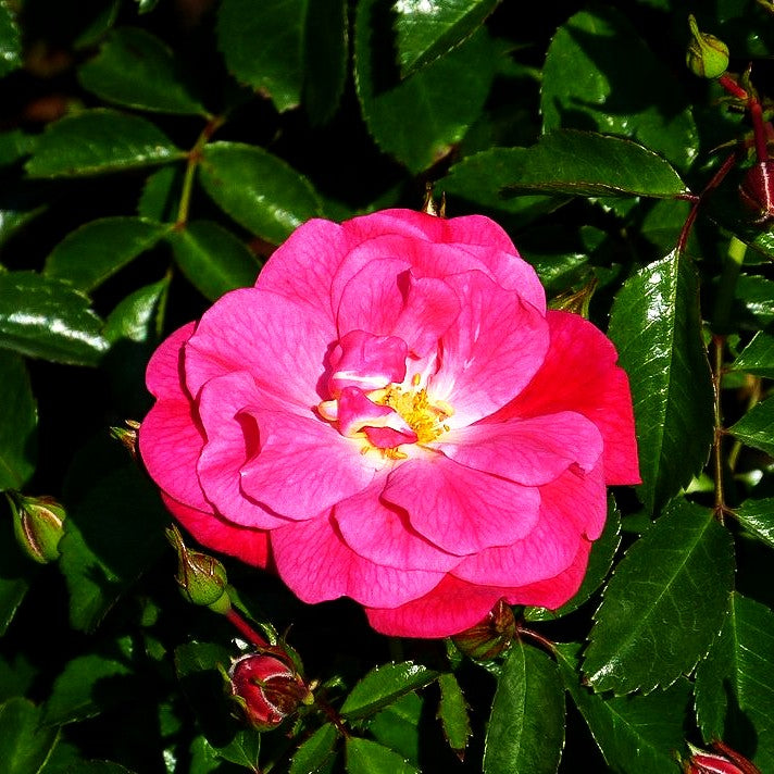 Bodendeckerrose 'Palmengarten Frankfurt' -R- (Rosa BDR III)