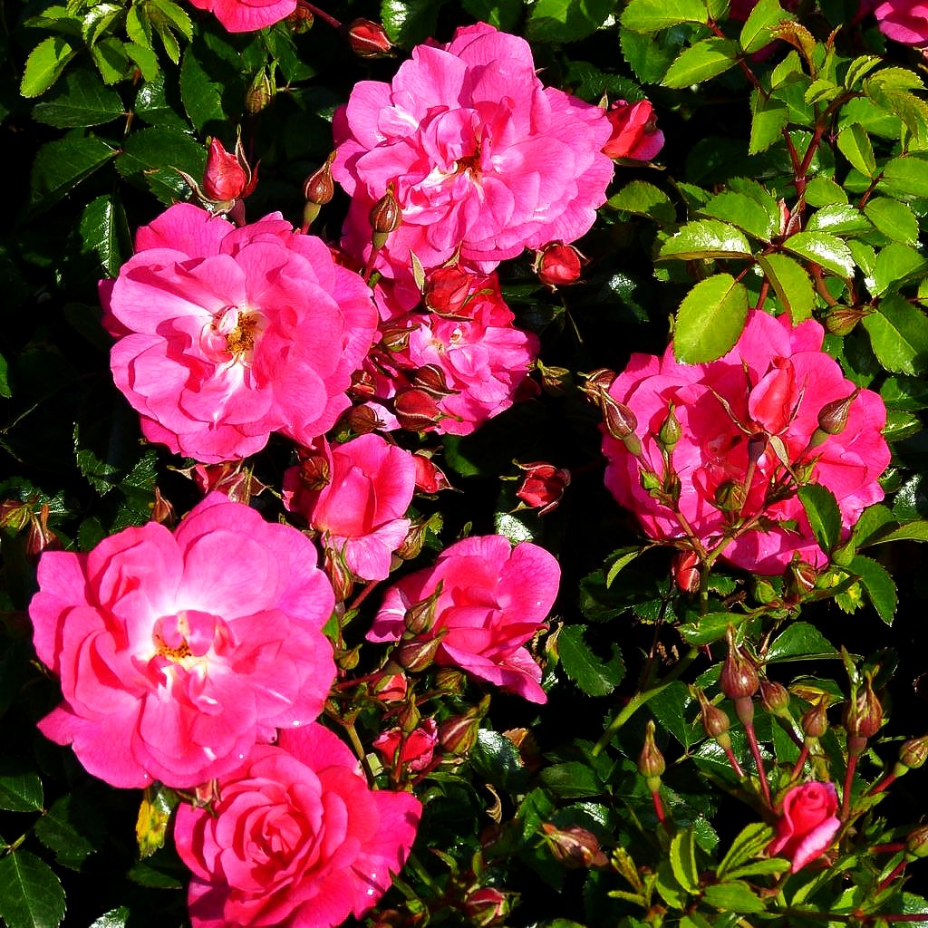 Bodendeckerrose 'Palmengarten Frankfurt' -R- (Rosa BDR III)