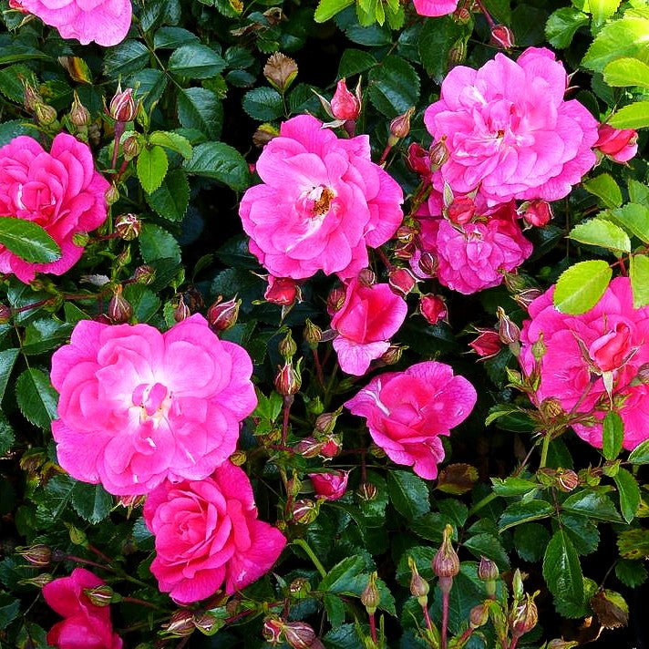 Bodendeckerrose 'Palmengarten Frankfurt' -R- (Rosa BDR III)