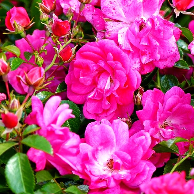 Bodendeckerrose 'Palmengarten Frankfurt' -R- (Rosa BDR III)