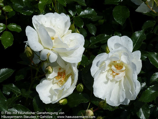 Bodendeckerrose 'Schneeflocke' (Rosa  BDR IV)