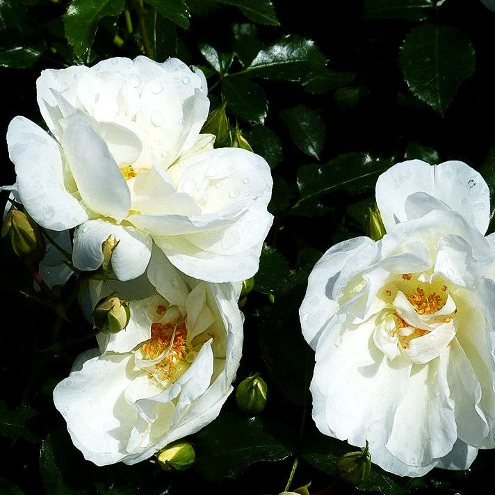 Bodendeckerrose 'Schneeflocke' (Rosa BDR IV)