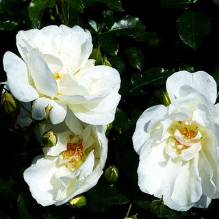 Bodendeckerrose 'Schneeflocke' (Rosa BDR IV)