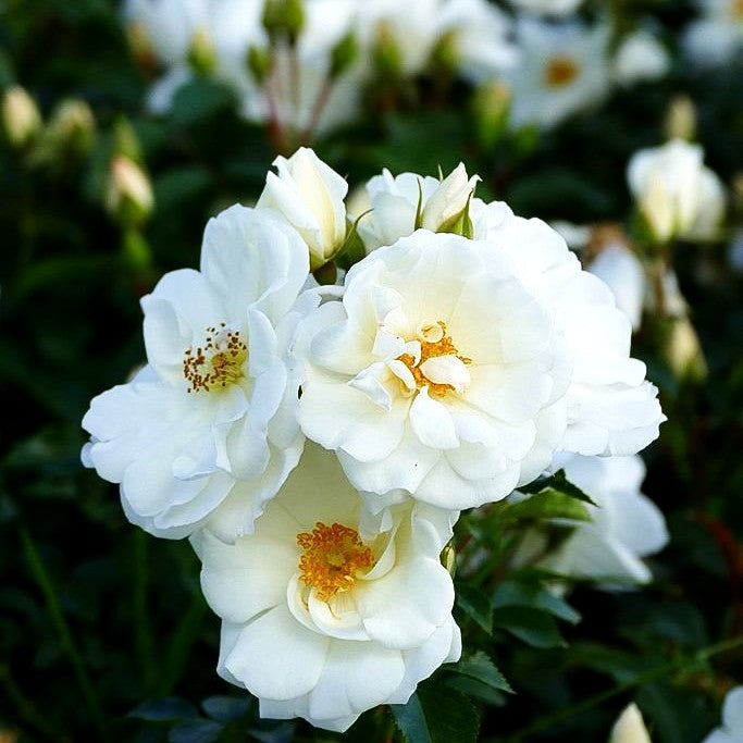 Bodendeckerrose 'Schneeflocke' (Rosa BDR IV)