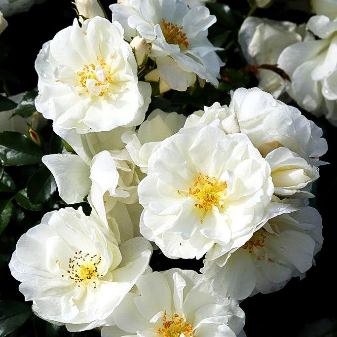 Bodendeckerrose 'Schneeflocke' (Rosa BDR IV)