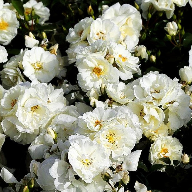 Bodendeckerrose 'Schneeflocke' (Rosa BDR IV)