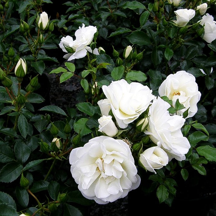 Bodendeckerrose 'Schneeflocke' (Rosa BDR IV)