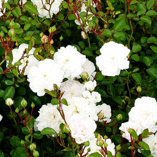 Bodendeckerrose 'Sea Foam' (Rosa BDR II)