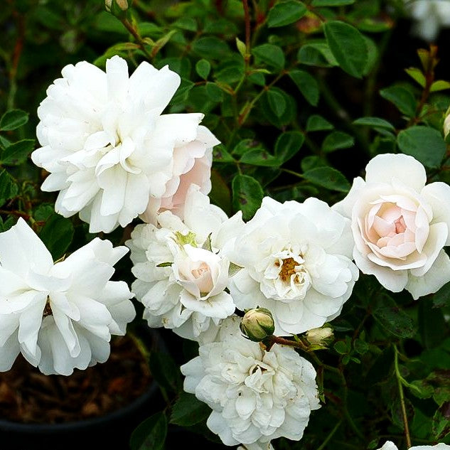 Bodendeckerrose 'Sea Foam' (Rosa BDR II)
