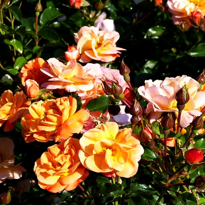 Bodendeckerrose 'Sedana' (Rosa BDR IV)