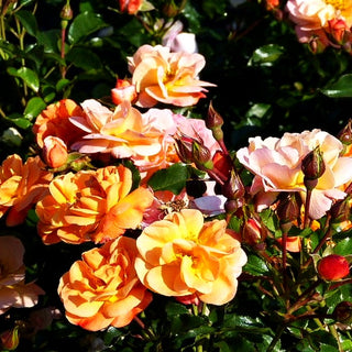 Bodendeckerrose 'Sedana' (Rosa BDR IV)