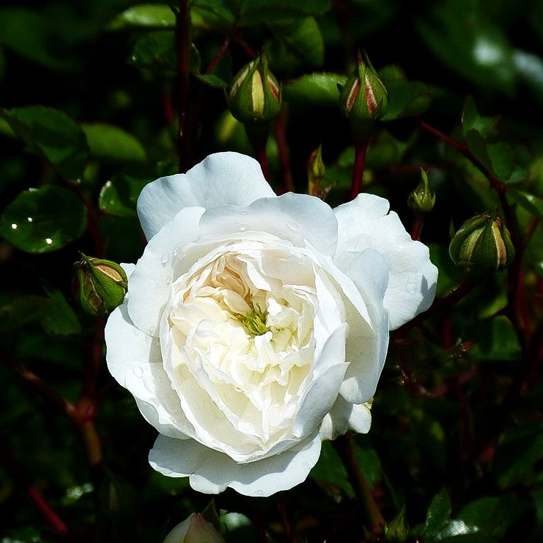 Bodendeckerrose 'Snow Ballet' (Rosa BDR III)