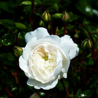 Bodendeckerrose 'Snow Ballet' (Rosa BDR III)