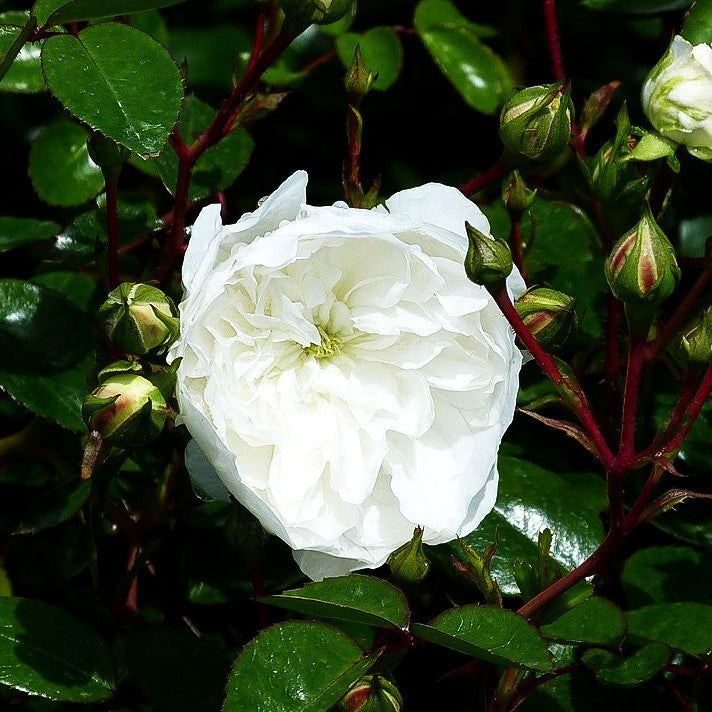 Bodendeckerrose 'Snow Ballet' (Rosa BDR III)