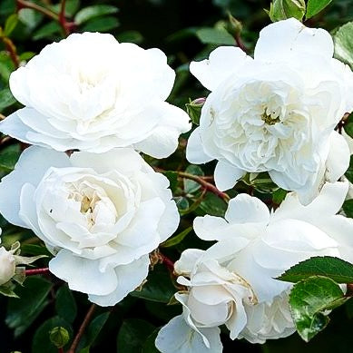 Bodendeckerrose 'Snow Ballet' (Rosa BDR III)