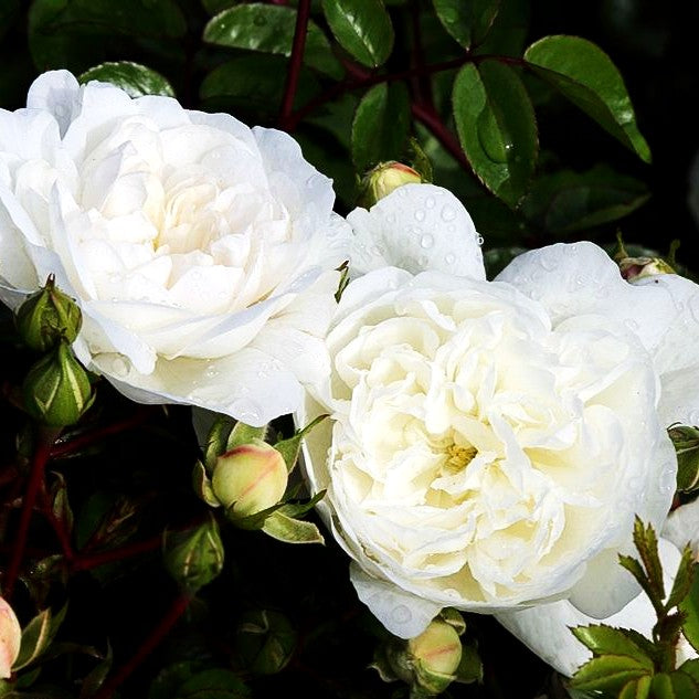 Bodendeckerrose 'Snow Ballet' (Rosa BDR III)